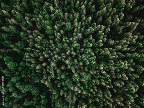 Forrest aerial shot with trees sunlight © Marcel Poncu