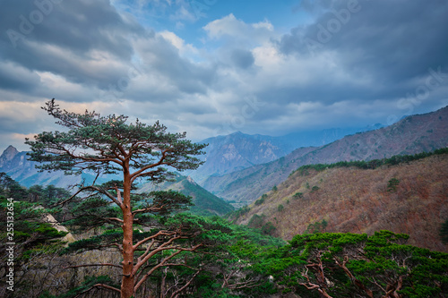 Tree in Seoraksan National Park, South Korea
