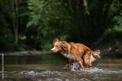 the dog takes a rest in the water. Nova Scotia Duck Tolling Retriever, Toller