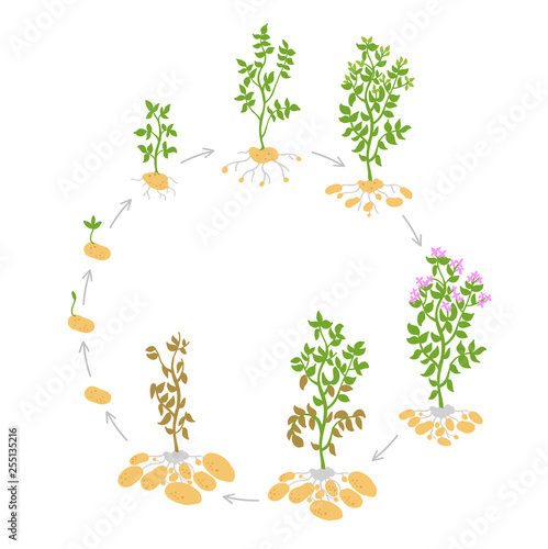 The life cycle crop stages of potato. Vector Illustration. Circular growing plants. Round harvest growth biology. Solanum tuberosum.