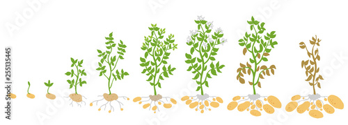 Crop stages of potato. Vector Illustration growing plants. The life cycle. Harvest growth biology. Solanum tuberosum.