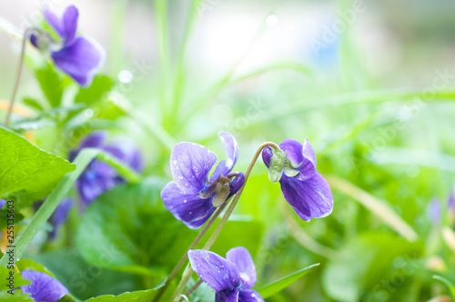 A spring background with violet and grass