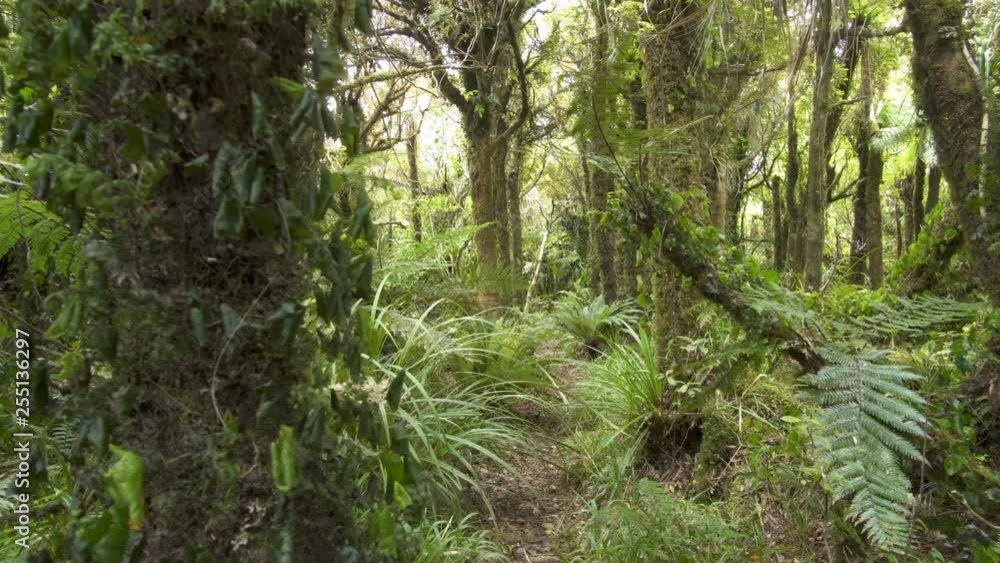 Mystic primeval forest landscape Mystic primeval forest landscape