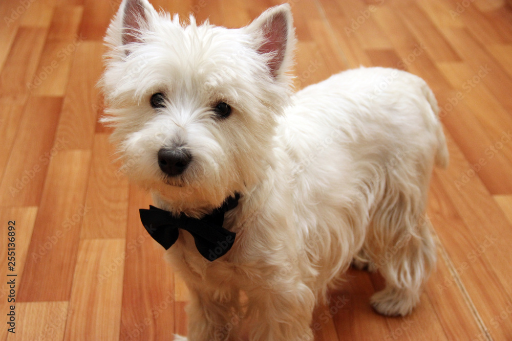 White Terrier with a butterfly. White Terrier with a butterfly.