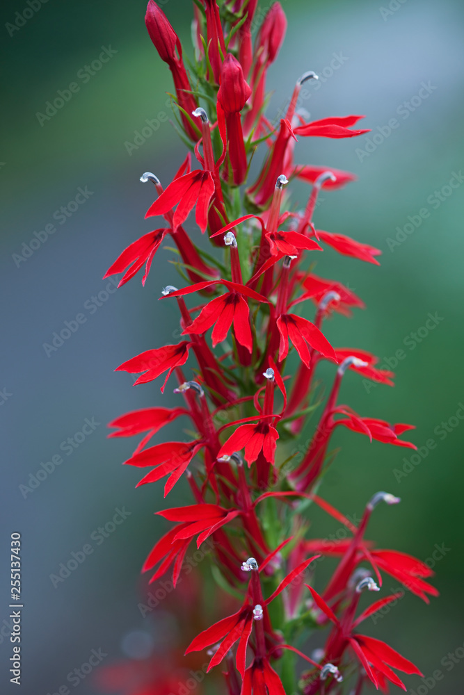 Cardinal flower (Lobelia cardinalis). Cardinal flower (Lobelia cardinalis).
