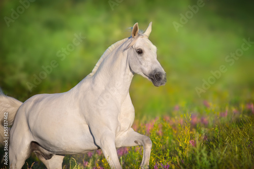 White horse portrait in violete flowers meadow in motion © kwadrat70