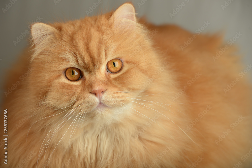Fototapeta premium Ginger fluffy cat. Animal portrait