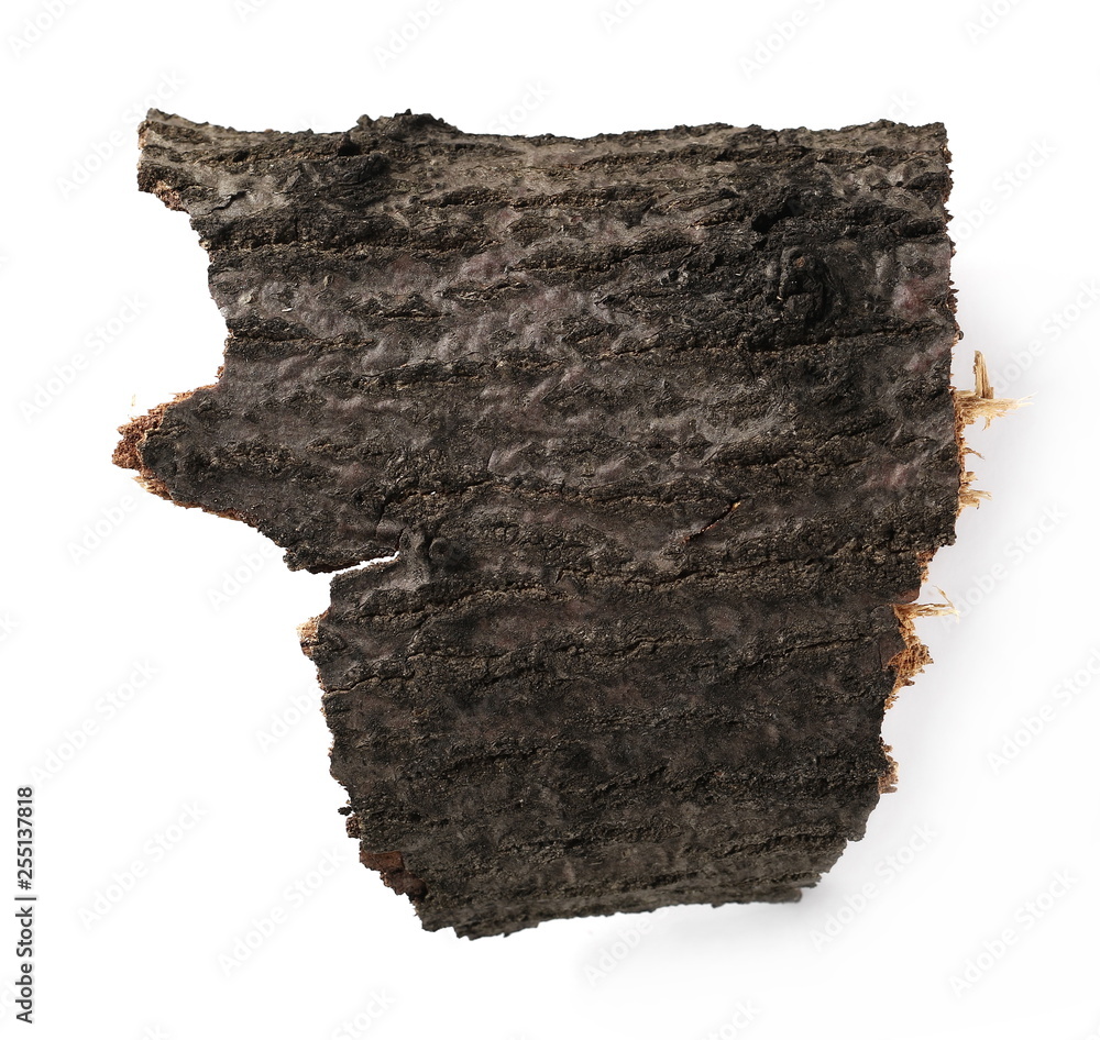 Tree bark isolated on white background, top view Tree bark isolated on white background, top view