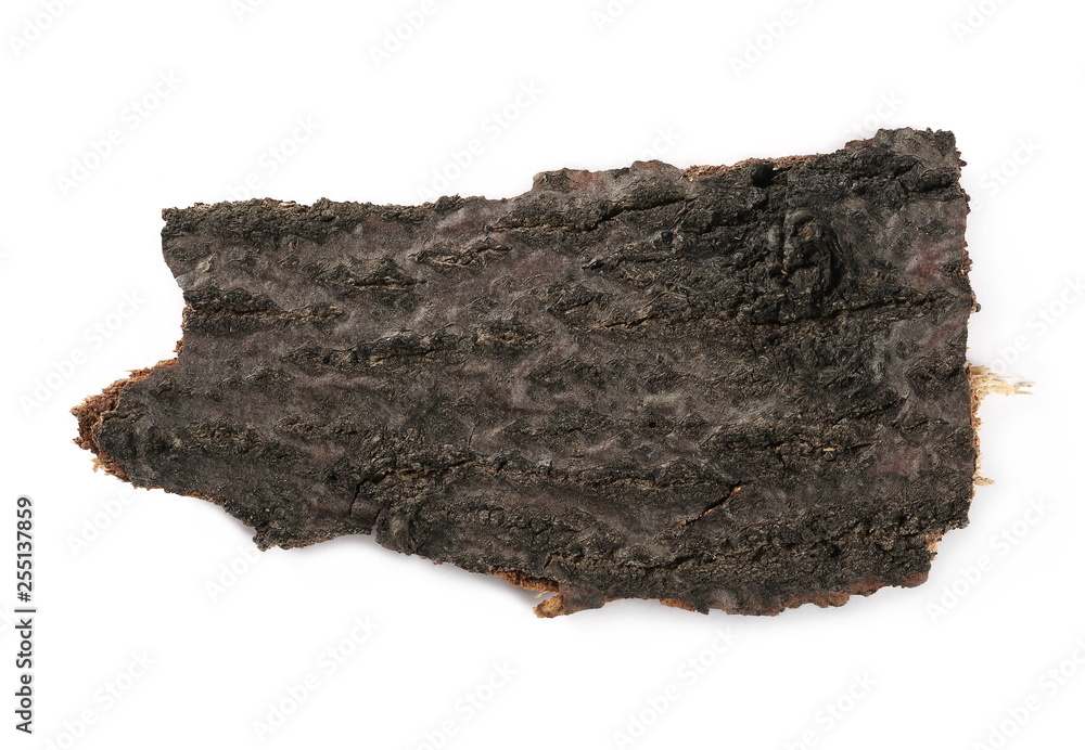 Tree bark isolated on white background, top view Tree bark isolated on white background, top view