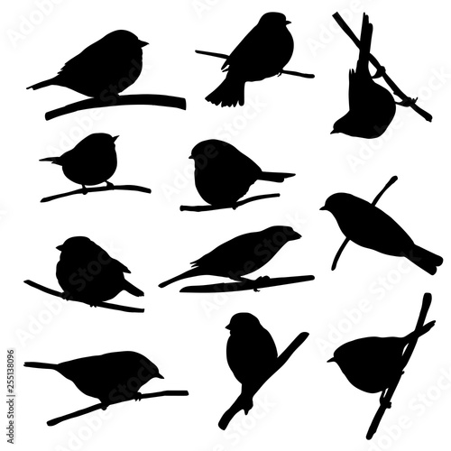 birds at tree branch