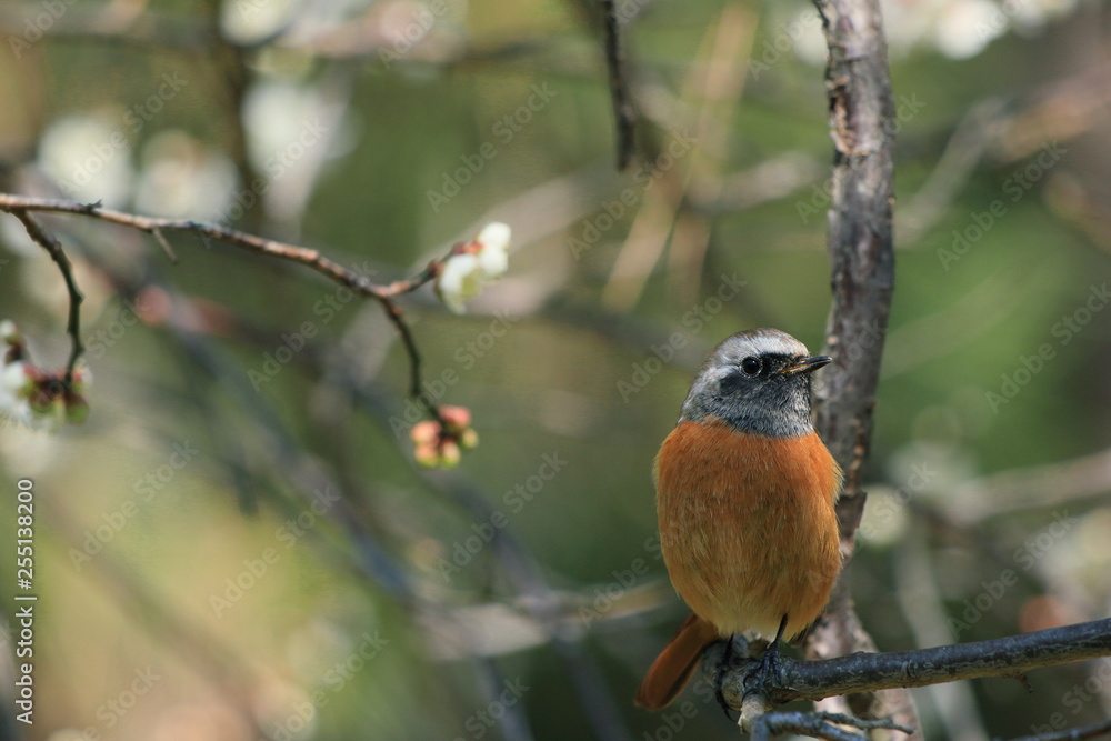 野鳥、ジョウビタキの雄鳥 野鳥、ジョウビタキの雄鳥