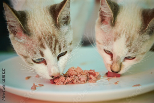 2 cats eating food © mnimage