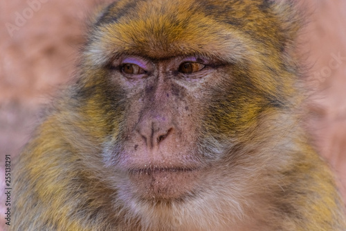 Portrait of a wild barbary ape, Morocco © Stefano Zaccaria