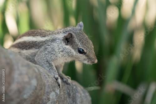 Palm squirrel © Aapo