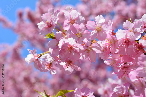 桜イメージ素材、サクラ、満開の河津桜、青空 © EtsuNi