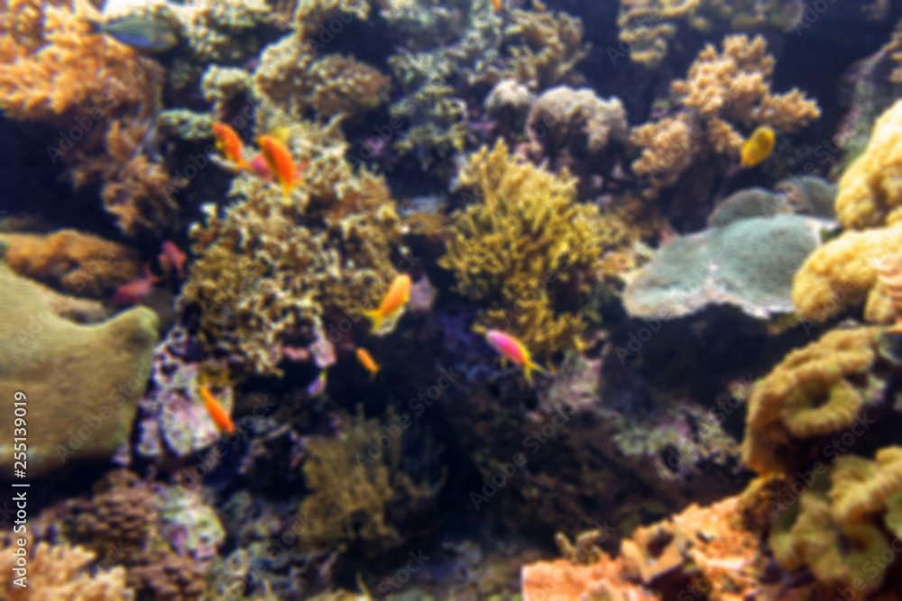 aquarium with fishes, blurred for background