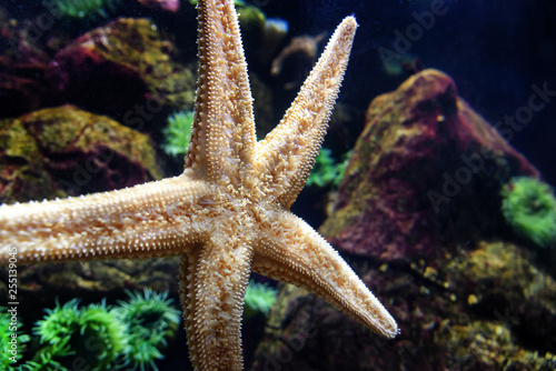 Starfish or sea stars in aquarium © Marcel Poncu