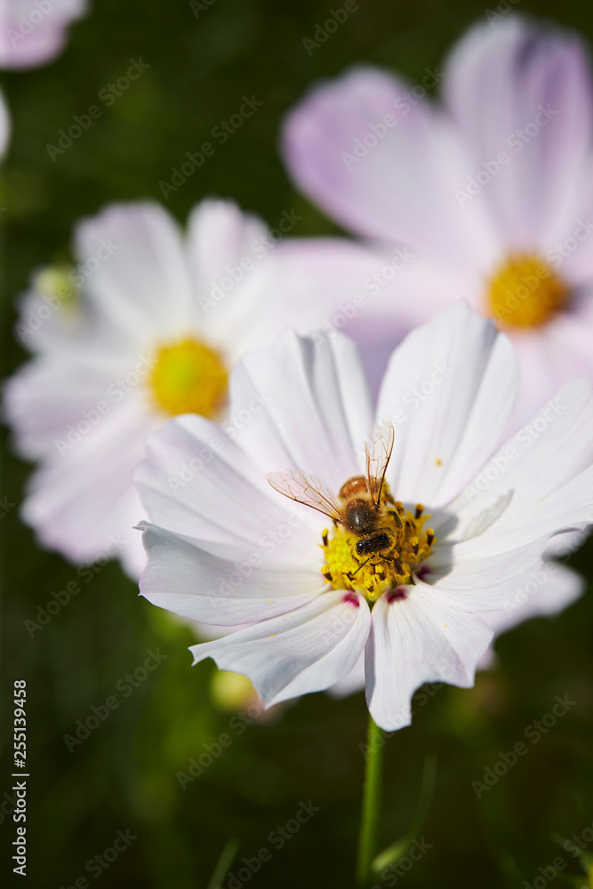Fototapeta premium flowers in the garden
