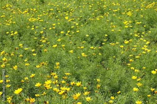 Flowerbed with Coreopsis verticillata in full bloom in July