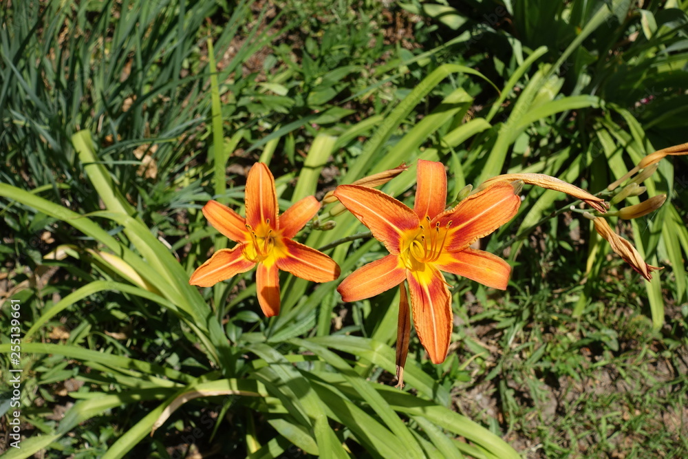 2 orange flowers of Hemerocallis fulva in June 2 orange flowers of Hemerocallis fulva in June