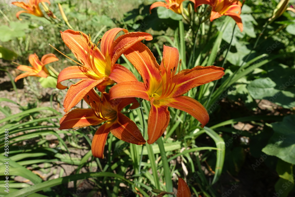 Bunch of orange flowers of Hemerocallis fulva Bunch of orange flowers of Hemerocallis fulva