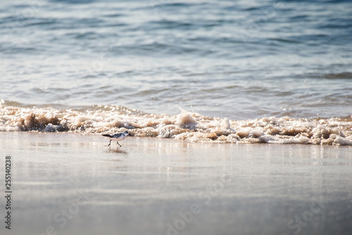Sanderling bird, a type of sandpiper, in wet beach sand