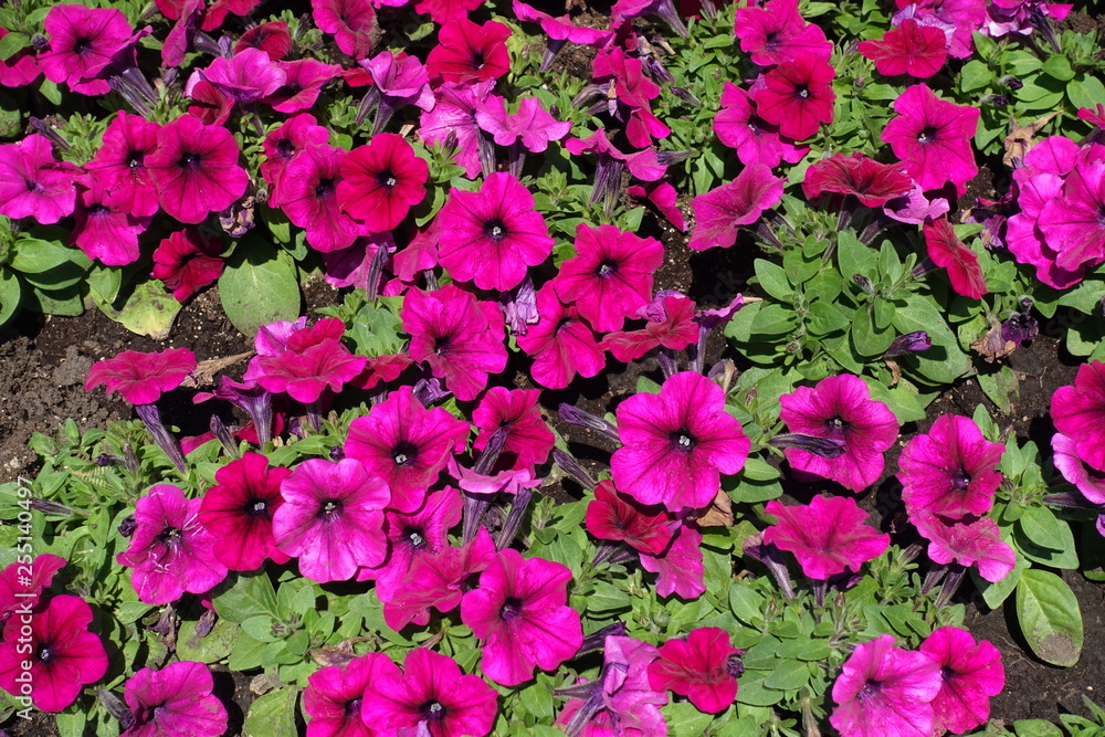 Magenta colored flowers of petunia from above Magenta colored flowers of petunia from above