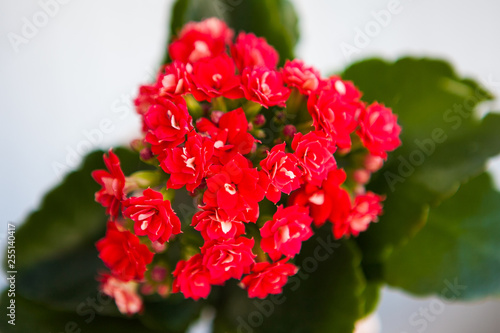 Houseplant kalanchoe with red flowers  close up