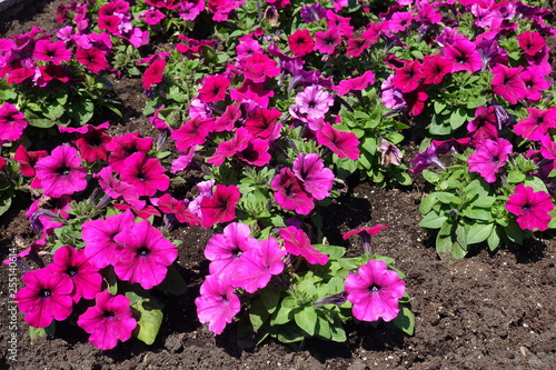 Wallpaper Mural Petunia atkinsiana with magenta colored flowers in June Torontodigital.ca