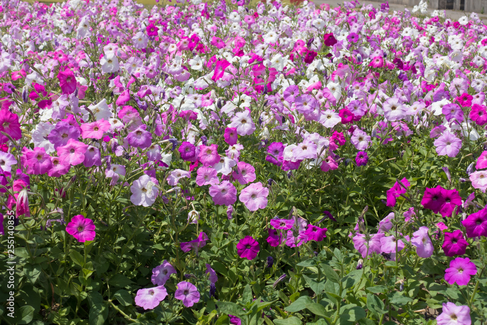 A lot of flowering petunias in various shades of pink