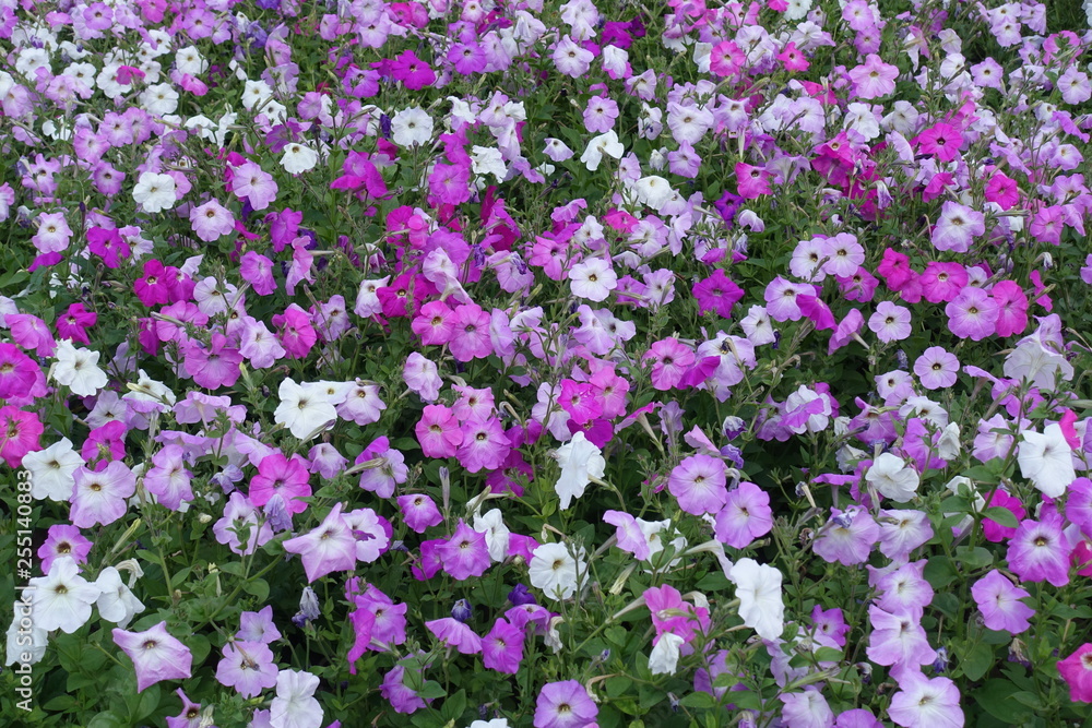 Top view of petunias in various shades of pink