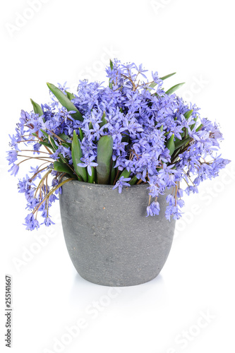 Fresh bluebell flowers isolated on white background