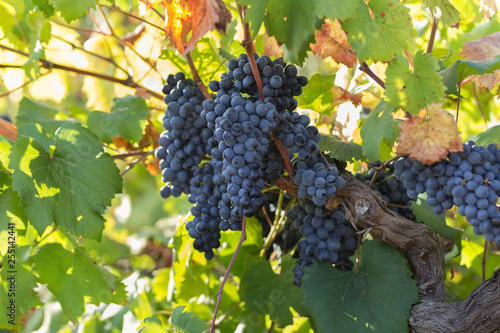 Fotografie Ripe purple grapes with leaves in natural condition, vineyard in Puglia, is in s