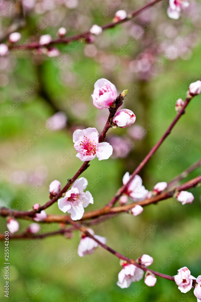 Pink peach flowers. Pink peach flowers.