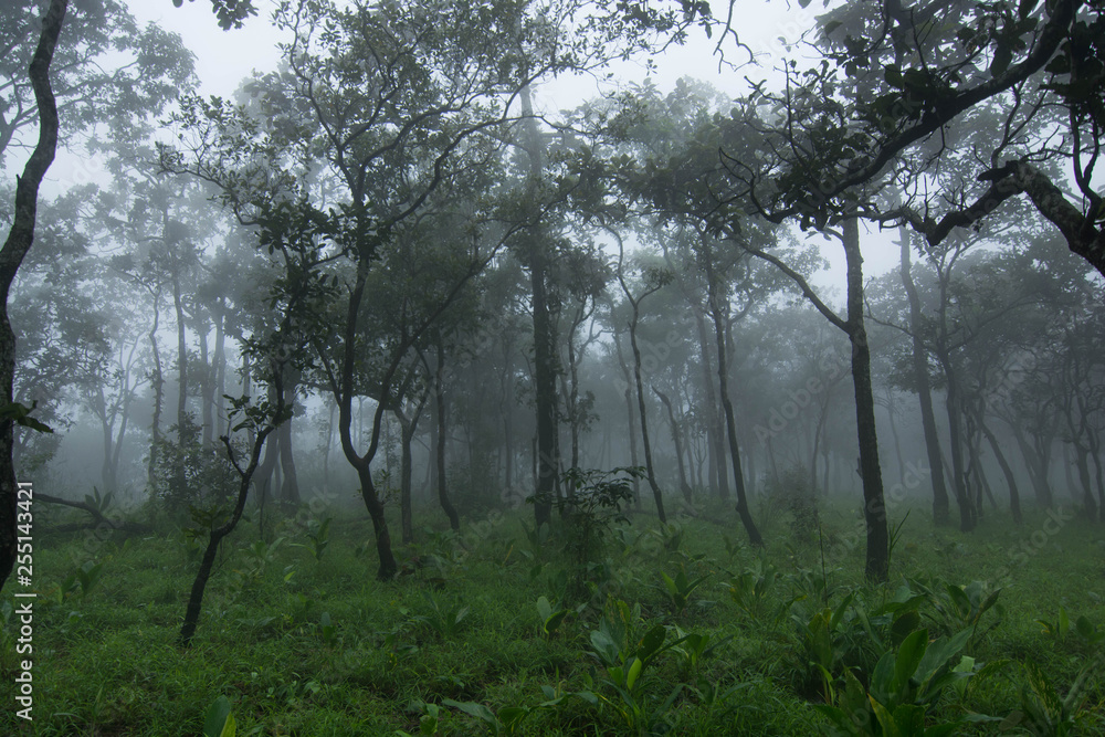 Fog forest nature green - obrazy, fototapety, plakaty 