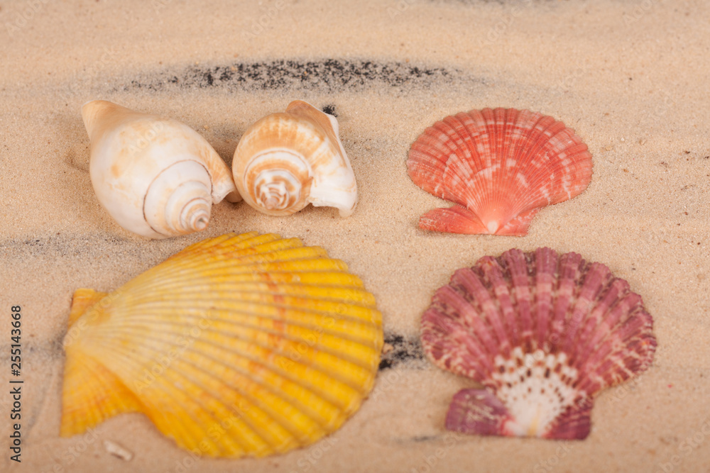 sea shells colorful on a black background sea shells colorful on a black background