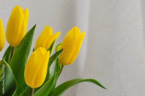yellow tulips on the white background. spring home atmosphere