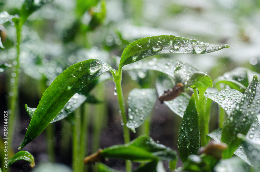 Pepper seedlings with water droplets on the leaves Pepper seedlings with water droplets on the leaves
