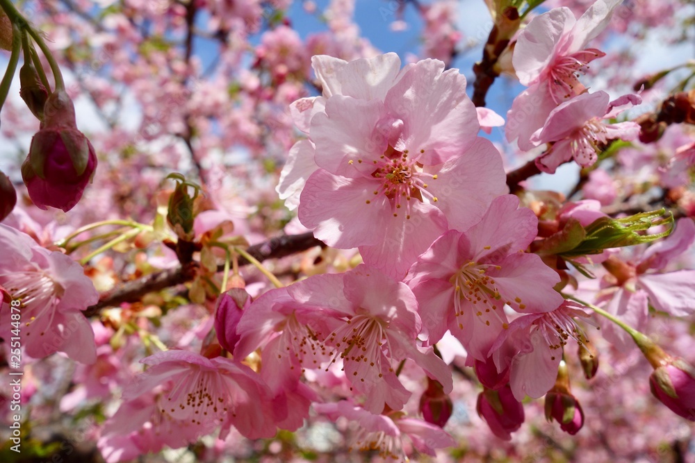 Fototapeta premium 河津桜