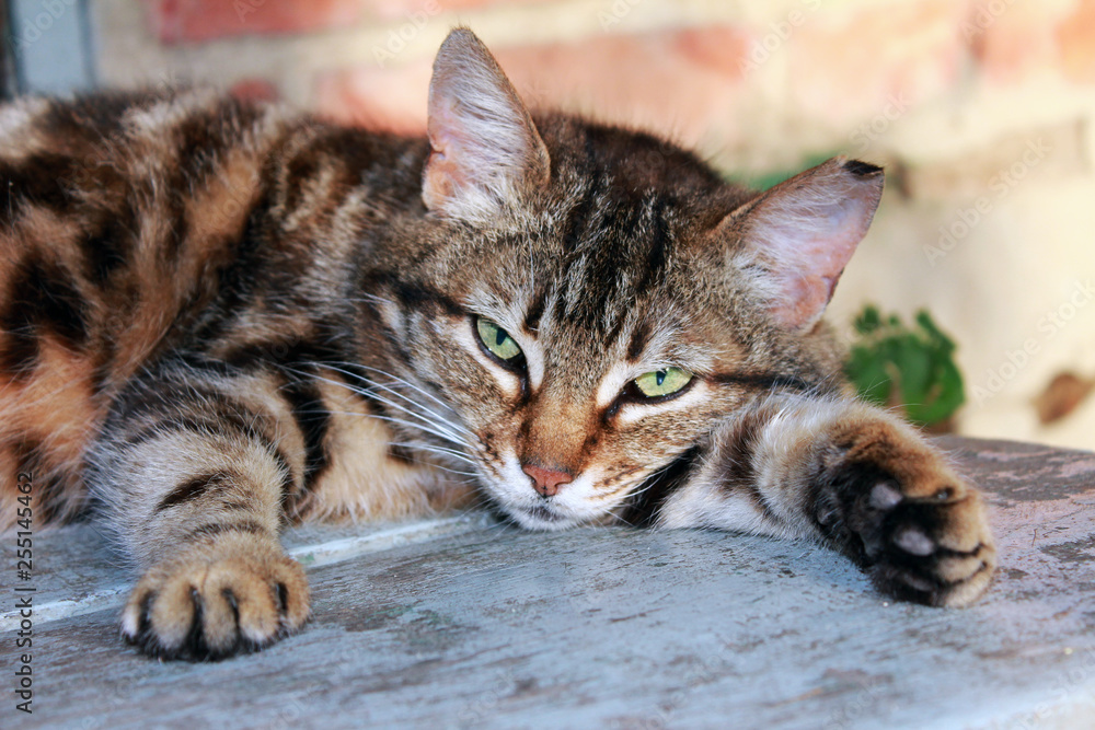 striped cat resting on the wooden steps striped cat resting on the wooden steps