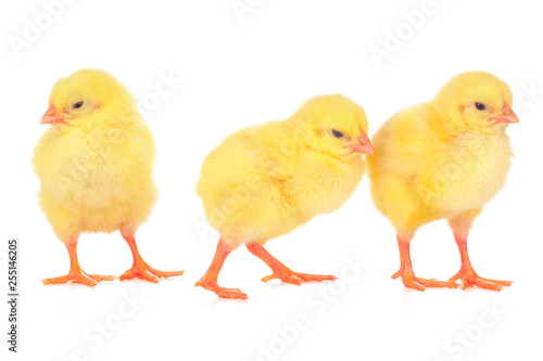 chicks in front of white background.