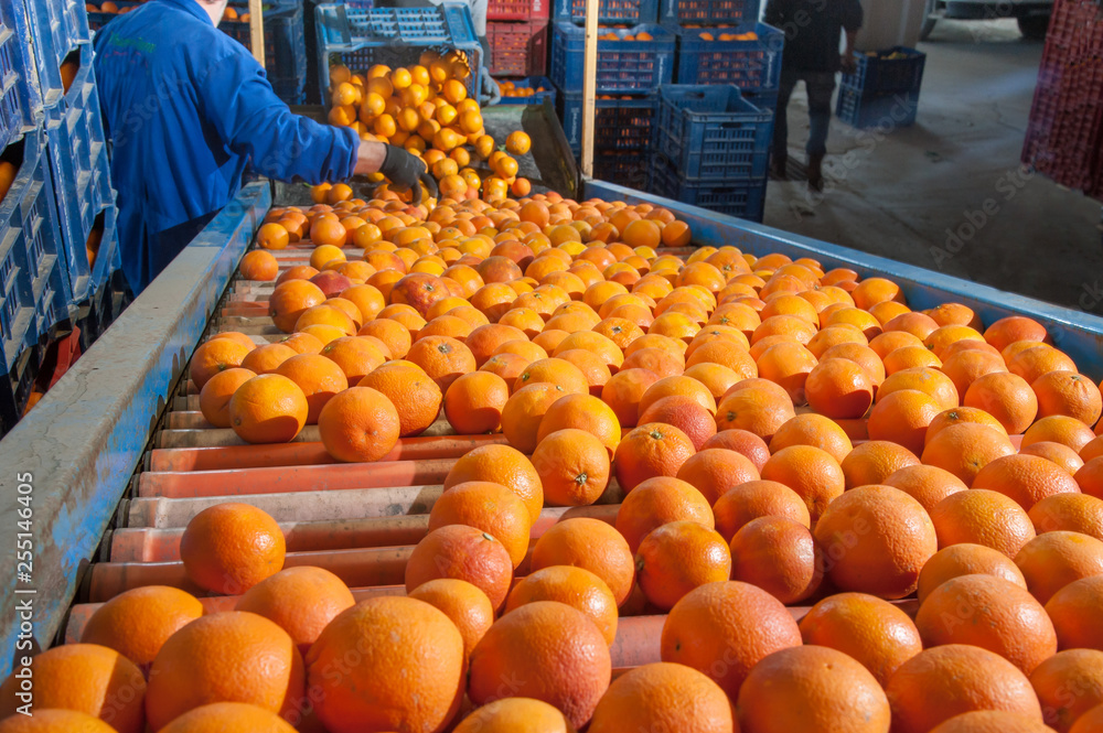 Tarocco oranges in an automatic roll carriage after the manual loading