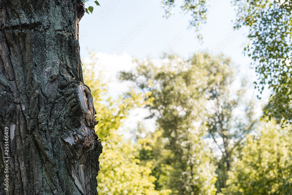 Obraz premium selective focus of tree in peaceful park with blue sky