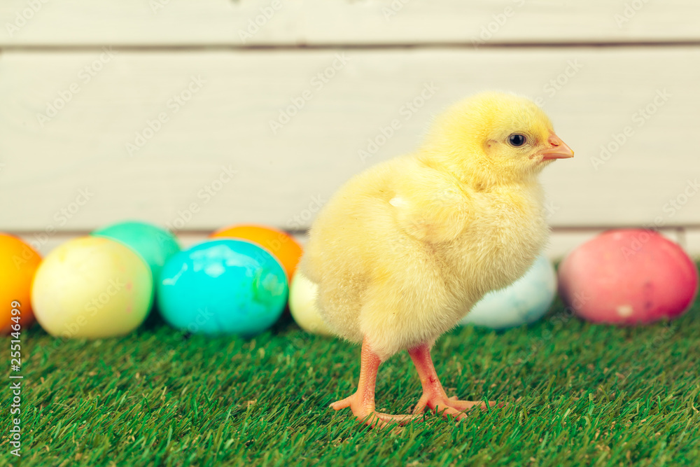 Easter eggs and chickens on green grass