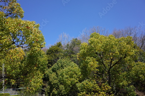 Wallpaper Mural クスノキ Torontodigital.ca