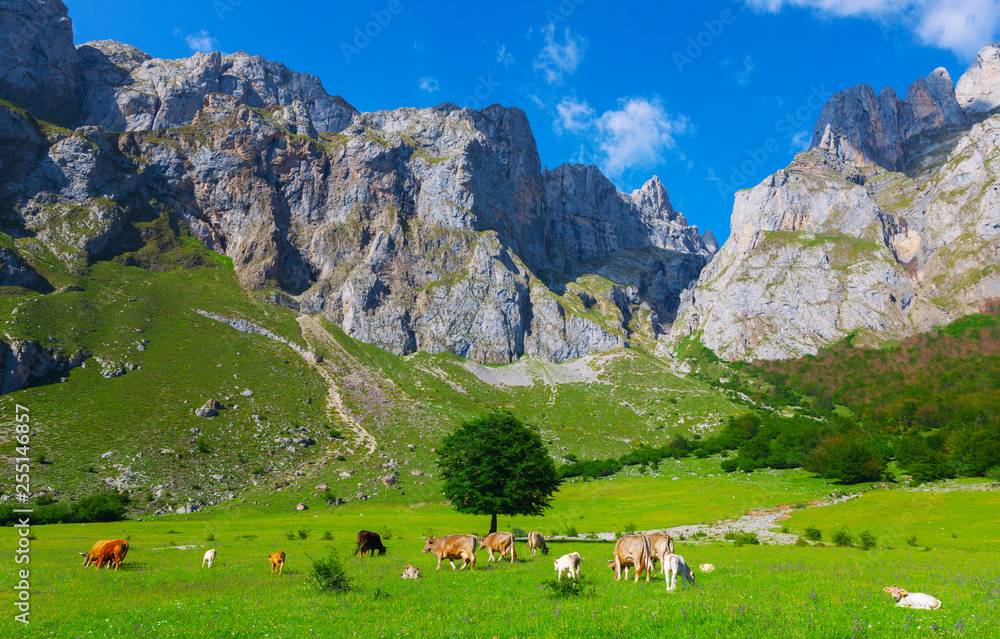 Picos de Europa, national part. Asturias, Spain. - obrazy, fototapety, plakaty 