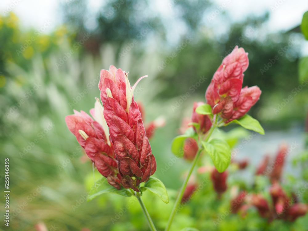 Red Flowers in garden