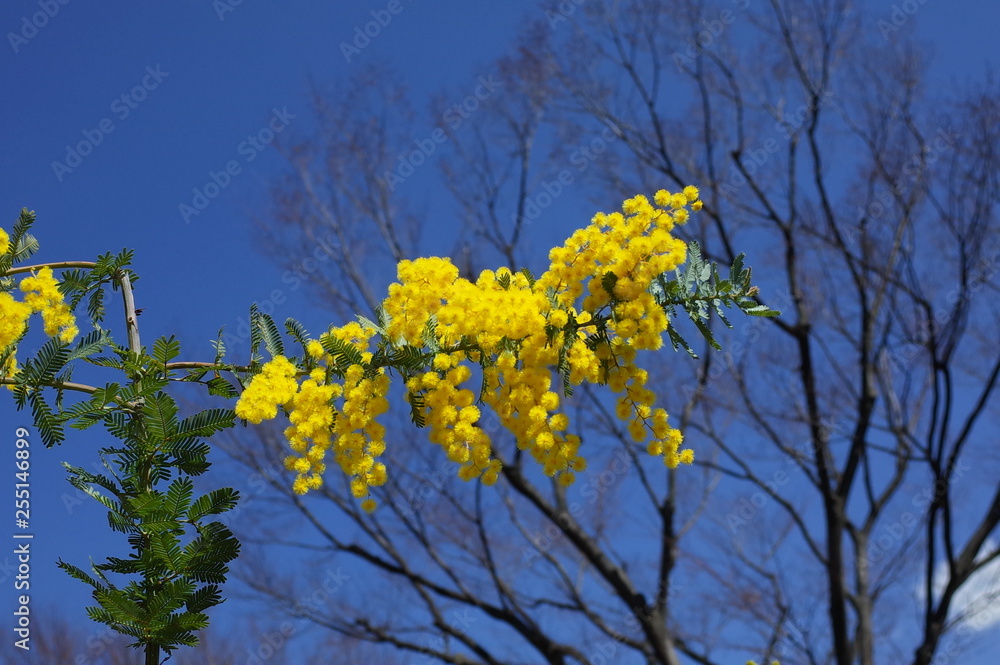 Fototapeta premium ミモザの花