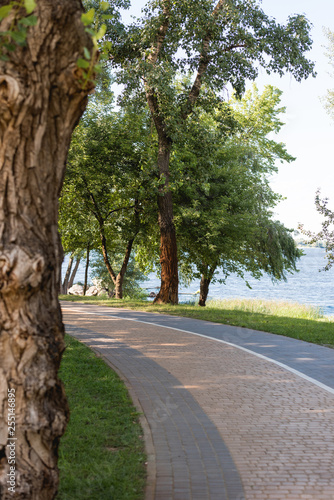 selective focus of green leaves on trees near lake in peaceful park