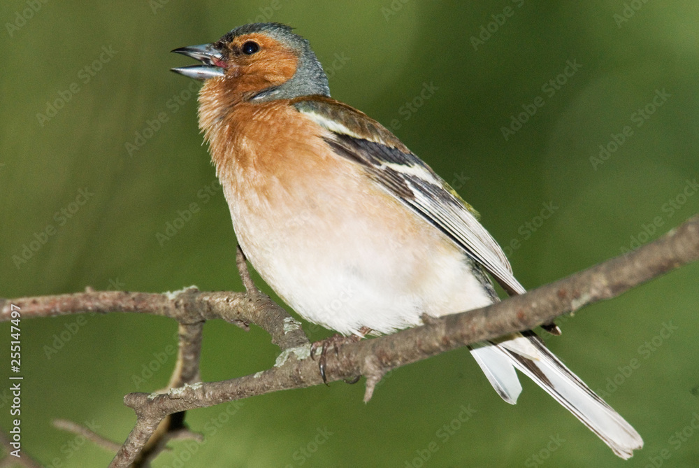 finch finch